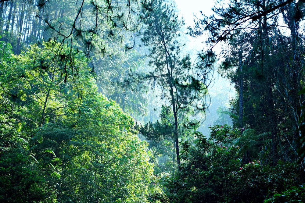 Zipline Adventure