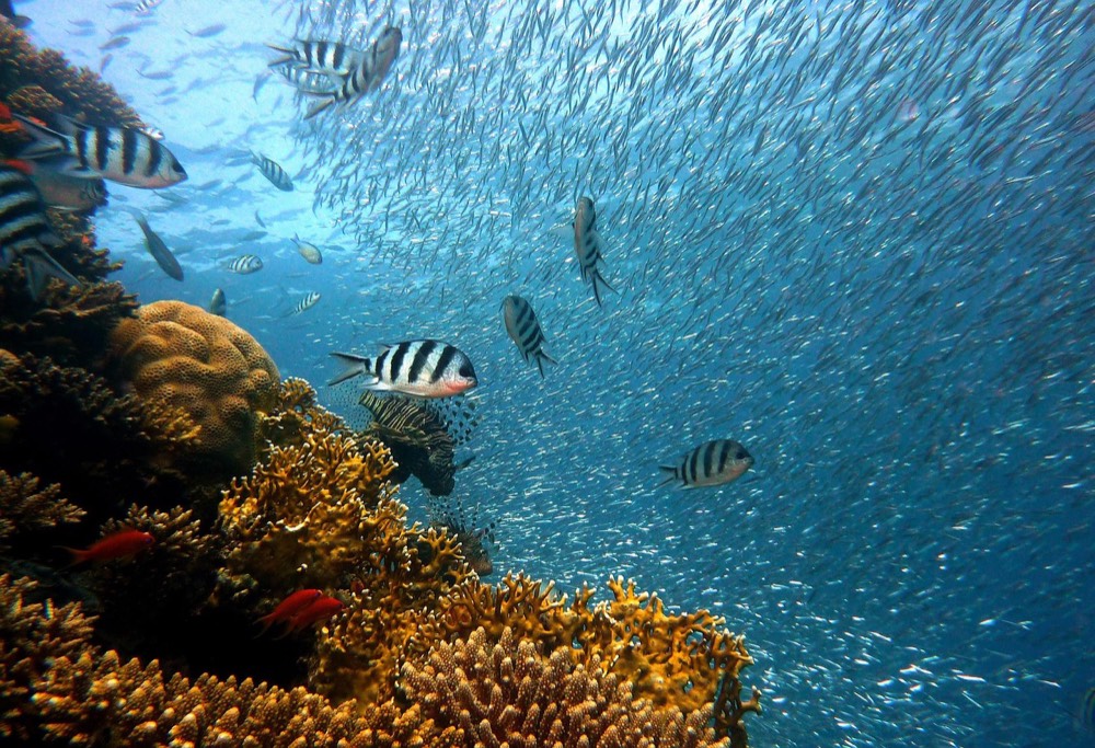 Xpress Snorkel