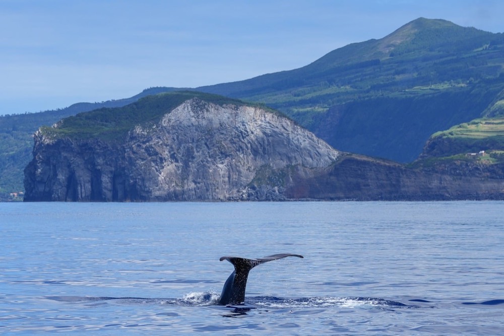 Pelagic Dolphin and Whale Watch
