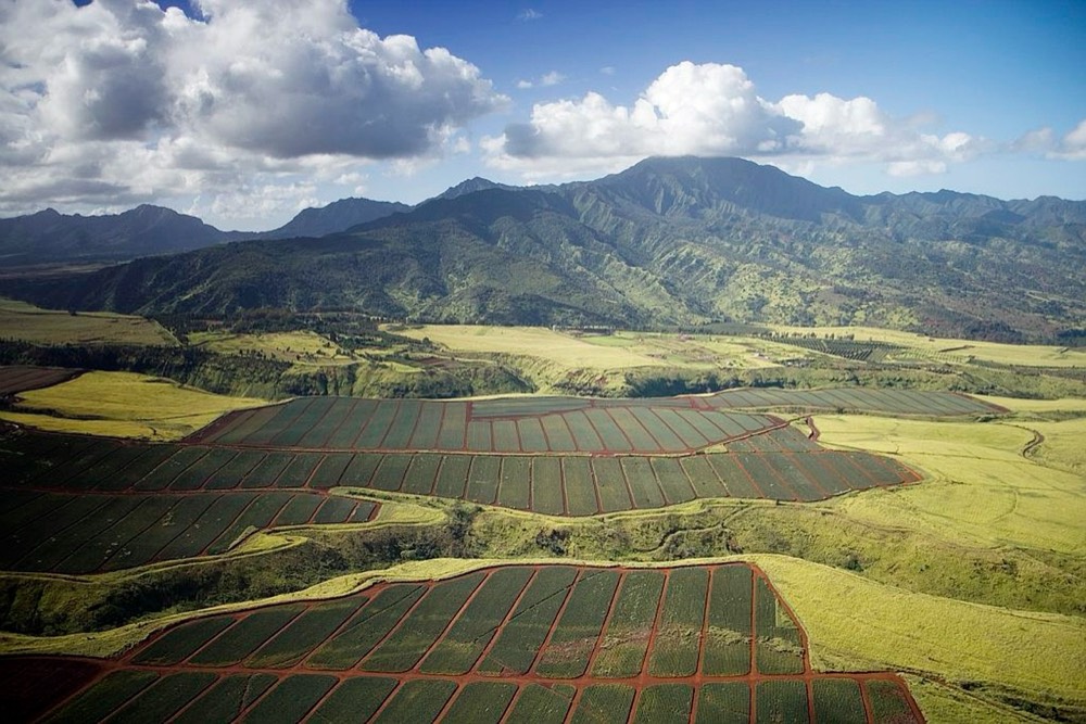 Exclusive Guided Cacao Farm Tour