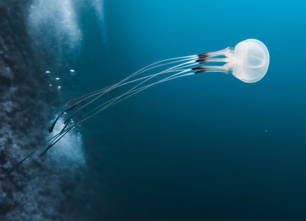 Night Dives