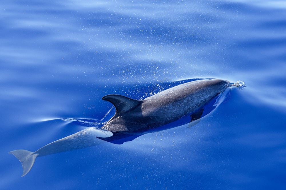 Kealakekua Snorkel and Sail