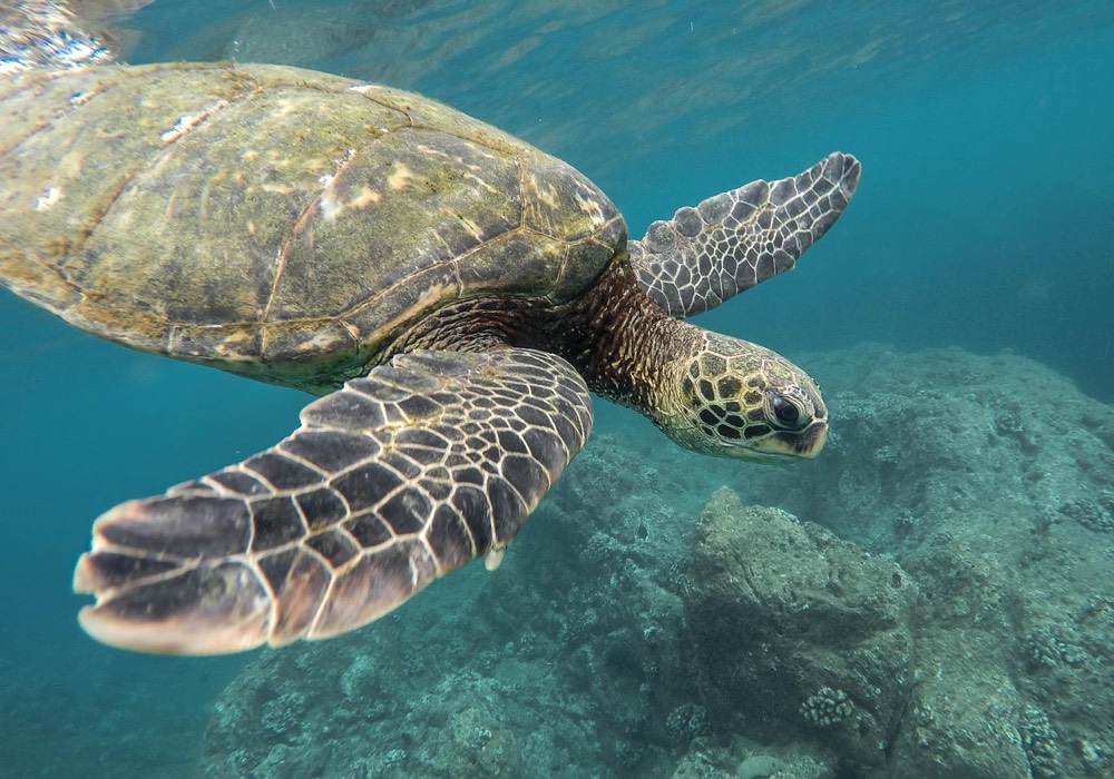 Captain Cook Monument Kealakekua Bay Snorkeling Tour